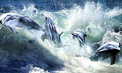 Delphine / Dolphins